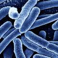 Последняя линия обороны против агрессивных бактерий пала, говорят ученые