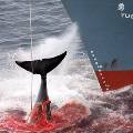 Япония намерена возобновить китобойный промысел
