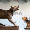 Собаки уступили волкам в умении решать неожиданные проблемы