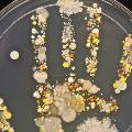 Открытие: "микробное облако" может заменить у людей отпечатки пальцев