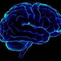 Учёные рассказали, как можно остановить старение мозга