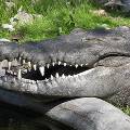 Аллигаторы научат человека выращивать зубы