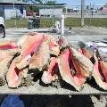 Моллюски на Багамах могут исчезнуть через 10 лет