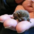 Харьковские биологи спасают летучих мышей в холодильниках