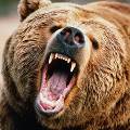 На Камчатке медведей, забывших о сне, приговорили к расстрелу