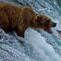 На Сахалине медведи начали выходить из спячки и пугать местных жителей