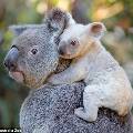 В австралийском зоопарке родилась белая коала 