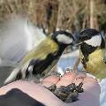 Экологи призывают москвичей подкармливать птиц зимой