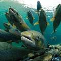 Cброс воды в хранилищах снизил популяцию рыбы в дельте Волги