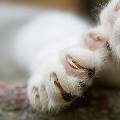 Кошачьи царапины могут стать причиной серьёзных заболеваний