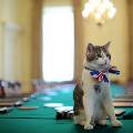 Британский парламент отказался от приемного кота из-за опасений за его здоровье