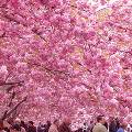 Сакура в Японии начала цвести на три дня раньше прогнозов