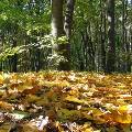 Экологи вытряхнули 50 мешков с листвой обратно на московские газоны