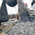 WWF собрал подписи под призывом ограничить вылов рыбы в Европе