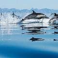 Дельфин помог экологам спасти стаю своих сородичей в Австралии