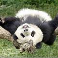 Китайские учёные разработали диету и гимнастику для панд