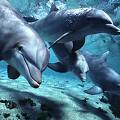 Зоологи нашли у дельфинов наркотики