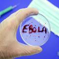 Умереть за миллион: в России испытают новое лекарство от Эболы