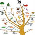 Биологи представили «Древо жизни» двух с лишним миллионов живых организмов