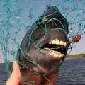 Архангельский рыбак поймал рыбу с человеческими» зубами