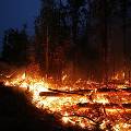 Площадь лесных пожаров в Сибири увеличилась более чем в 10 раз