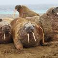 В Баренцевом море обнаружено крупнейшее лежбище моржей