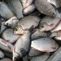 Паразиты в речной рыбе несут в себе страшную опасность