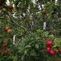 Британский садовник вырастил на одном дереве 250 сортов яблок 