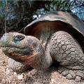 Генетики возродят вымерших гигантских черепах