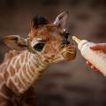 В калининградском зоопарке на свет появился детёныш жирафа