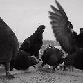 Жителей Кемерово волнует рост численности голубей