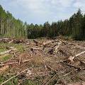 Правительство выделит 2 млрд рублей на восстановление вырубленных под Химками лесов