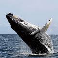 В США разработали приложение, которое позволит спасти популяцию китов