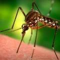Москва может столкнуться с реальной эпидемией малярии