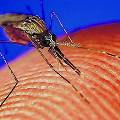Изменение климата помогает малярии захватывать мир