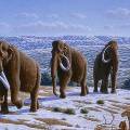 Ученые хотят заселить Сибирь мамонтами