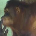 Курящую в зоопарке обезьяну приобщат к здоровому образу жизни