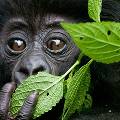 Популяция редких горных горилл выросла в Африке до 880 особей 