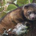 Американские ученые нашли новый вид млекопитающих в лесах Колумбии и Эквадора
