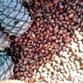Власти Кузбасса призывают не покупать незрелые орехи у браконьеров