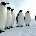 В Антарктику приглашают работать устойчивых к вонючим пингвинам людей
