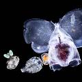 Учёные: планктон способен изменять направления морских течений