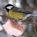 Орнитологи советуют горожанам подкармливать птиц из-за холодов