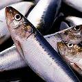 Шведы обнаружили в обычной рыбе большое содержание ядовитых веществ