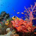 Коралловые рифы можно спасти, используя инновации в геоинженерии