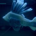Этот робот-рыба использует энергию «кровотока» для движения