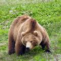 Сахалинские егеря накормят медведей, чтобы отвадить от человеческого жилья