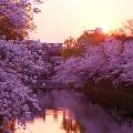 Жители Токио любуются на цветение сакуры