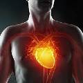Сердце контролирует накопление жировых клеток в организме