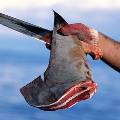 Еврокомиссия запретит срезать плавники у живых акул